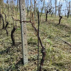 Adotta o regala un Filare nel Roero!